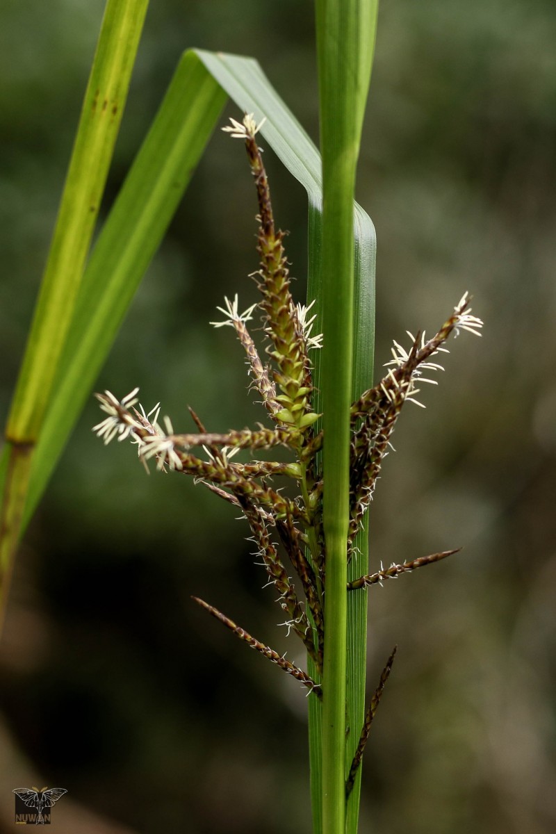 Carex baccans Nees
